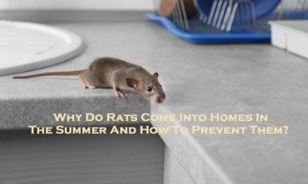 Tips On How To Protect Your Food Storage From Mice - Midway Pest Management